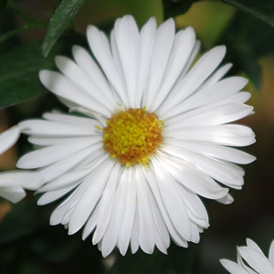 Aster nova-belgii Chorister 
